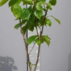 Kaki (Diospyros Kaki) -Groen Dome Verkoopwinkel kakihalfstam02 1