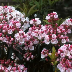 Lepelboom (Kalmia Latifolia) -Groen Dome Verkoopwinkel kalatifo 8