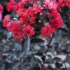 Lagerstroemia Als Halfstam (Lagerstroemia 'Black Diamond Best Red') 1 Lagerstroemia Als Halfstam (Lagerstroemia 'Black Diamond Best Red') -Groen Dome Verkoopwinkel lagerstroemia black diamond