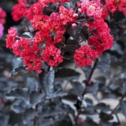 Lagerstroemia (Lagerstroemia 'Black Diamond Best Red')