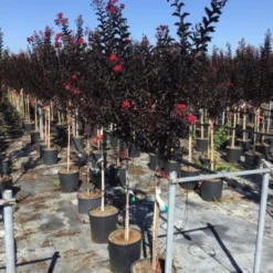 Lagerstroemia Als Halfstam (Lagerstroemia 'Black Diamond Best Red') -Groen Dome Verkoopwinkel lagerstroemia black diamond halfstam