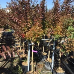 Lagerstroemia Halfstam (Lagerstroemia Indica 'Burgundy Cotton') -Groen Dome Verkoopwinkel lagerstroemia burgundy cotton halfstam