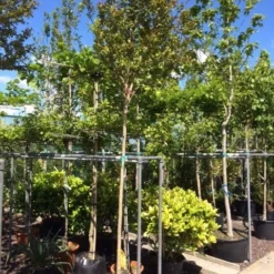 Roze Lagerstroemia Als Boom (Lagerstroemia Indica) -Groen Dome Verkoopwinkel lagerstroemia indica 10 12ho