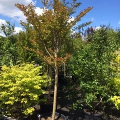 Roze Lagerstroemia Als Boom (Lagerstroemia Indica) -Groen Dome Verkoopwinkel lagerstroemia indica halfstam 14 16