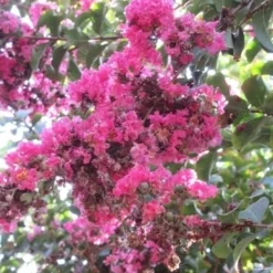 Roze Lagerstroemia Als Boom (Lagerstroemia Indica) -Groen Dome Verkoopwinkel lagerstroemia indica roze 10