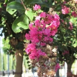 Roze Lagerstroemia Als Boom (Lagerstroemia Indica) -Groen Dome Verkoopwinkel lagerstroemia indica roze 11