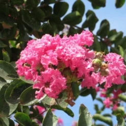 Roze Lagerstroemia Als Boom (Lagerstroemia Indica) -Groen Dome Verkoopwinkel lagerstroemia indica roze 3