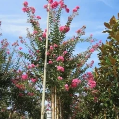 Roze Lagerstroemia Als Boom (Lagerstroemia Indica) -Groen Dome Verkoopwinkel lagerstroemia indica roze 4