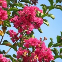 Roze Lagerstroemia Als Boom (Lagerstroemia Indica) -Groen Dome Verkoopwinkel lagerstroemia indica roze 6