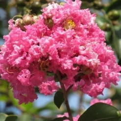 Roze Lagerstroemia Als Boom (Lagerstroemia Indica) -Groen Dome Verkoopwinkel lagerstroemia indica roze 7