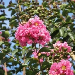 Roze Lagerstroemia Als Boom (Lagerstroemia Indica) -Groen Dome Verkoopwinkel lagerstroemia indica roze 8