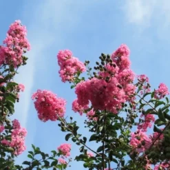 Roze Lagerstroemia Als Boom (Lagerstroemia Indica) -Groen Dome Verkoopwinkel lagerstroemia indica roze 9