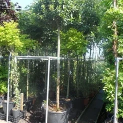 Echte Laurier Als Boom (Laurus Nobilis) -Groen Dome Verkoopwinkel laurus nobilis 16 18ho cont. bol