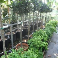 Echte Laurier Op Stam (Laurus Nobilis) -Groen Dome Verkoopwinkel laurus nobilis halfstam c20 25