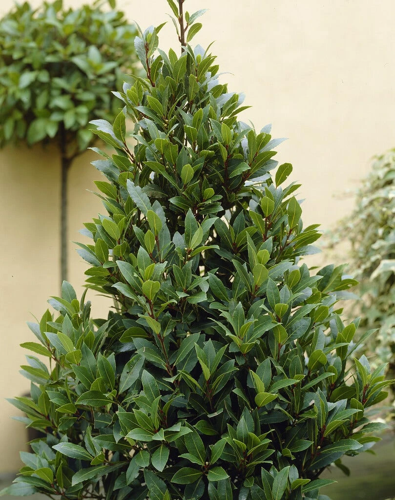 Echte Laurier (Laurus Nobilis) 3 Echte Laurier (Laurus Nobilis)