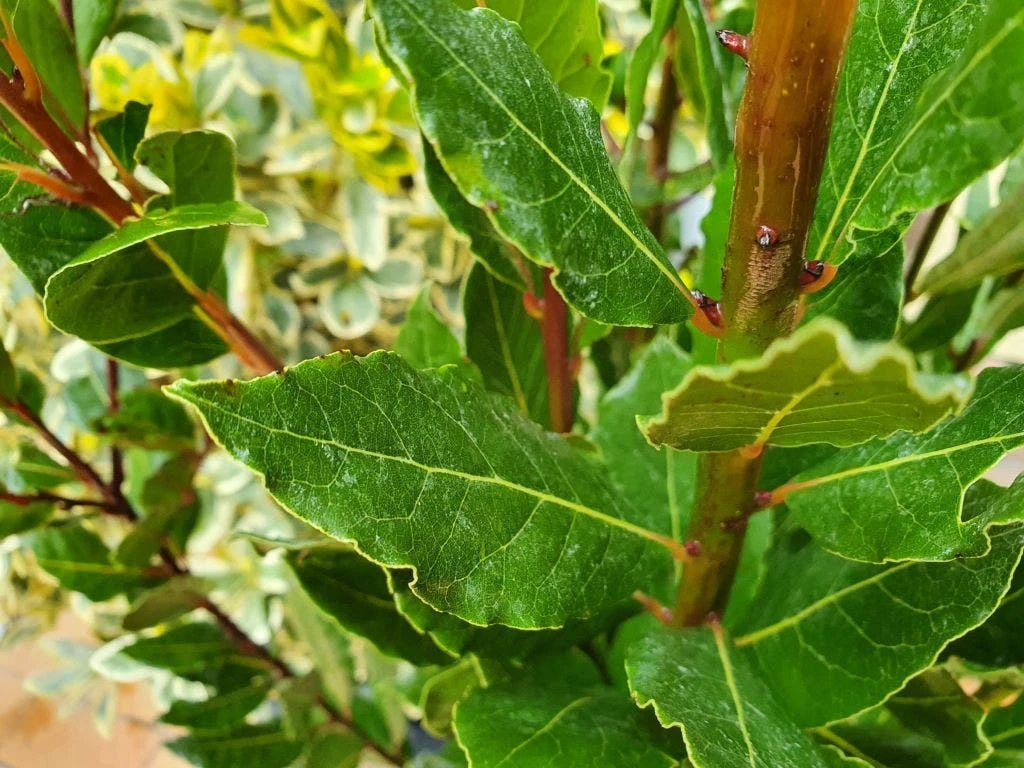 Echte Laurier (Laurus Nobilis) 4 Echte Laurier (Laurus Nobilis) - Afbeelding 2