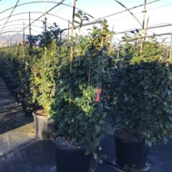 Camelia Als Leivorm (Camellia Japonica 'Black Lace') -Groen Dome Verkoopwinkel lei2