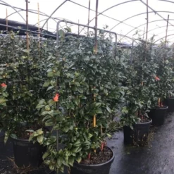 Camelia Als Leivorm (Camellia Japonica 'Black Lace') -Groen Dome Verkoopwinkel lei3