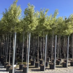 Liguster (Ligustrum 'Excelsum Superbum') -Groen Dome Verkoopwinkel ligustrum jap excelsum superbum 8 10 c18