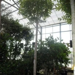 Liguster (Ligustrum 'Excelsum Superbum') -Groen Dome Verkoopwinkel ligustrum lucidum excelsum superbum 18 20 25ho c350