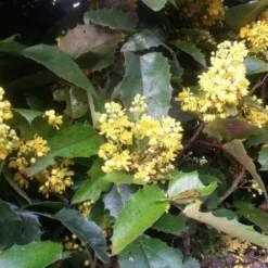 Mahoniestruik (Mahonia Aquifolium 'Apollo') 17 Mahoniestruik (Mahonia Aquifolium 'Apollo') -Groen Dome Verkoopwinkel mahonia apollo