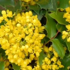 Mahoniestruik (Mahonia Aquifolium 'Apollo') 14 Mahoniestruik (Mahonia Aquifolium 'Apollo') -Groen Dome Verkoopwinkel mahonia apollo bloei