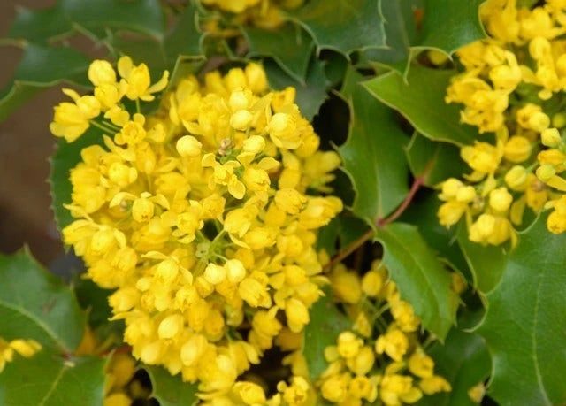 Mahoniestruik (Mahonia Aquifolium 'Apollo') 6 Mahoniestruik (Mahonia Aquifolium 'Apollo') - Afbeelding 5