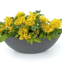 Mahoniestruik (Mahonia Aquifolium 'Apollo') 13 Mahoniestruik (Mahonia Aquifolium 'Apollo') -Groen Dome Verkoopwinkel mahonia apollo toepassing