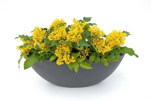 Mahoniestruik (Mahonia Aquifolium 'Apollo') 5 Mahoniestruik (Mahonia Aquifolium 'Apollo') - Afbeelding 4