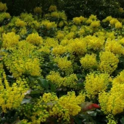 Mahoniestruik (Mahonia Aquifolium 'Apollo') 16 Mahoniestruik (Mahonia Aquifolium 'Apollo') -Groen Dome Verkoopwinkel mahonia apollo toepassing 1