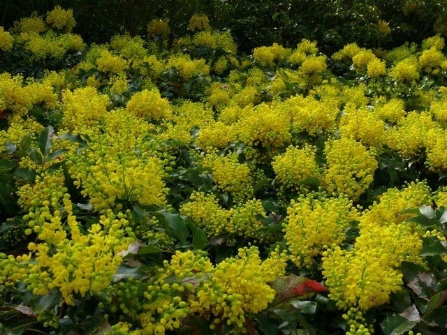 Mahoniestruik (Mahonia Aquifolium 'Apollo') 8 Mahoniestruik (Mahonia Aquifolium 'Apollo') - Afbeelding 7