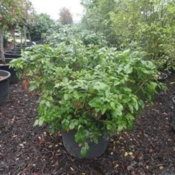 Mahoniestruik (Mahonia Aquifolium 'Apollo') 18 Mahoniestruik (Mahonia Aquifolium 'Apollo') -Groen Dome Verkoopwinkel mahonia aquifolium apollo c130