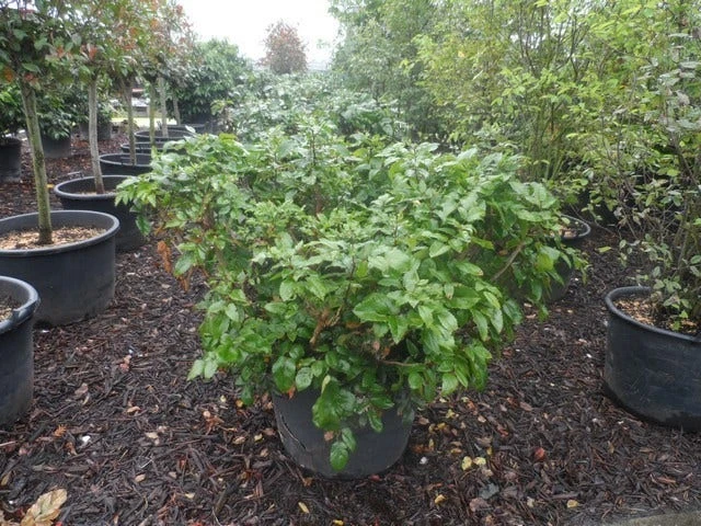 Mahoniestruik (Mahonia Aquifolium 'Apollo') 10 Mahoniestruik (Mahonia Aquifolium 'Apollo') - Afbeelding 9