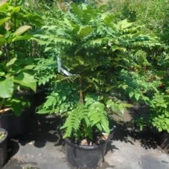 Mahoniestruik (Mahonia Media 'Charity') -Groen Dome Verkoopwinkel mahonia media charity 125 150