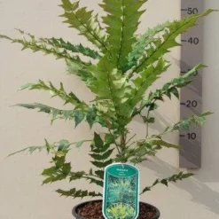 Mahoniestruik (Mahonia Media 'Charity') -Groen Dome Verkoopwinkel mahonia media charity c3