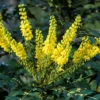 Mahoniestruik (Mahonia Media 'Winter Sun') -Groen Dome Verkoopwinkel mahoniawintersun01