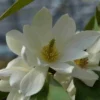 Michelia 'Fairy Magnolia White' -Groen Dome Verkoopwinkel michelia fairy magnolia blush 2