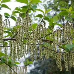 Staartaar (Stachyurus Praecox) -Groen Dome Verkoopwinkel moja00886 1 1