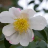 Camelia (Camellia Sasanqua 'Hino De Gumo') -Groen Dome Verkoopwinkel moja01077