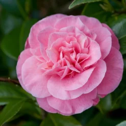 Camelia (Camellia Japonica 'Marie Bracey')
