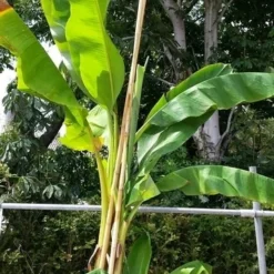 Bananenboom (Musa Basjoo) -Groen Dome Verkoopwinkel musabasjoo02