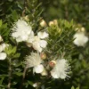 Dwergmirte (Myrtus Communis 'Tarentina') -Groen Dome Verkoopwinkel myrtus communis tarentina
