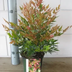 Hemelse Bamboe (Nandina Domestica 'Gulf Stream') -Groen Dome Verkoopwinkel nandina dom. gulfstream c2 26 07 2017