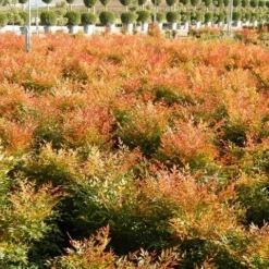 Hemelse Bamboe (Nandina Domestica 'Gulf Stream') -Groen Dome Verkoopwinkel nandina gulf stream 4