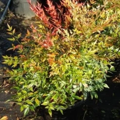 Hemelse Bamboe (Nandina Domestica 'Gulf Stream') -Groen Dome Verkoopwinkel nandina gulf stream 5
