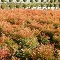 Hemelse Bamboe (Nandina Domestica 'Gulf Stream') -Groen Dome Verkoopwinkel nandina gulf stream 7