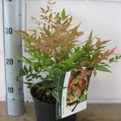 Hemelse Bamboe (Nandina Domestica 'Gulf Stream') -Groen Dome Verkoopwinkel nandina gulf stream c2 30 05 2017 2