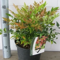 Hemelse Bamboe (Nandina Domestica 'Gulf Stream') -Groen Dome Verkoopwinkel nandina gulfstream c5 18 7 2019