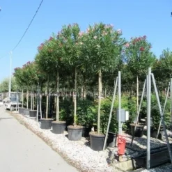 Oleander Als Boom (Nerium Oleander) -Groen Dome Verkoopwinkel nerium