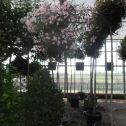 Oleander Als Boom (Nerium Oleander) -Groen Dome Verkoopwinkel nerium oleander 10 12 14ho c70